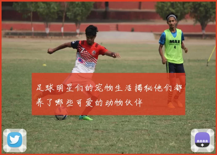 足球明星们的宠物生活揭秘他们都养了哪些可爱的动物伙伴
